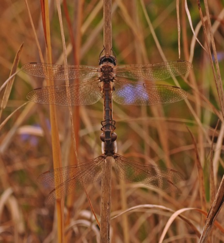 Pair in copula
2014_04_06_FL_Wakulla_FL Pair in copula
2014_04_06_FL_Wakulla_FL